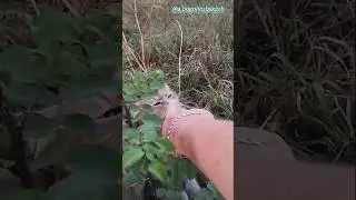 Встреча с ласковым игривым котейкой 🐈💋😻