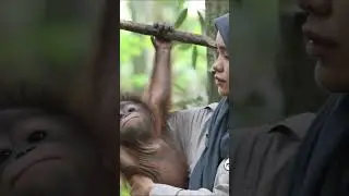 Orangutan Found Crying and Clinging Next to Dead Mother Prepares for a New Life in the Wild