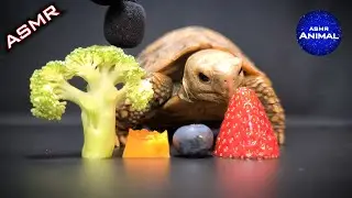 Relaxing ASMR Eating Food Mukbang for Sleep 🐢 Turtle Tortoise 83