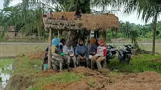 Gangguin Emak Emak Nanam Padi