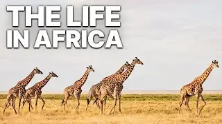 The Life in Africa | WILDLIFE DOCUMENTARY | Cradle of Humanity