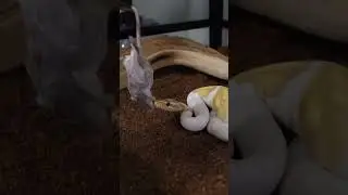 Feeding our Ball Python a Rat!!! 