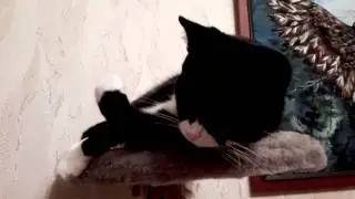 Кумир миллионов моет лапку