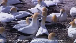 Природа ЯМАЛА.