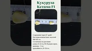 КЕТАМА F1 Кукуруза  #short #shorts #кукуруза