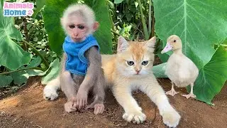 Ody cat protects BiBi monkey from naughty duck