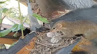 Dove birds Protect the first baby in the nest - EP6 - Baby Birds Dove 🐣🐿😭