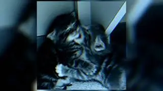 акулич, молодой платон - подарок★(speed up)