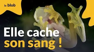 Pour devenir transparente, la grenouille de verre cache son sang dans le foie | Actu science