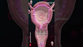 Menstrual cycle & Ovulation (Menstruation) ✨‍♀️
