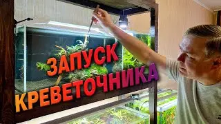 Запустил креветочник с красивыми буцефаландрами