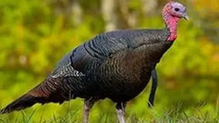 Природа США. Дикие индейки.Зима в Техасе. Wild Turkey, Winter, Corpus Christi, Texas