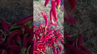 СЛАДКИЙ И КРАСИВЫЙ ПЕРЕЦ ❤️. КУСТ УВЕШЕН ПЕРЧИКАМИ.