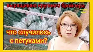 Бройлеры сели на ноги. Сразу семь петухов перестали ходить. Лечить бройлеров или забить