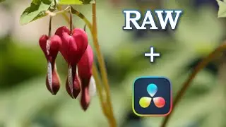 RAW Photo Editing in DaVinci Resolve