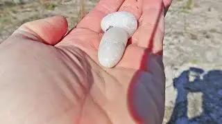 Looking for Megalodon Teeth in Florida || Goat Island Adventure Pt. 2