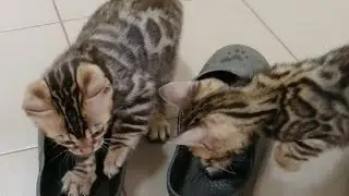 Бенчики