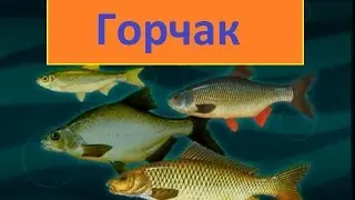 Диалоги о рыбалке -122 - Московский горчак