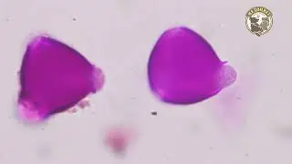 Монофлорный Акациевый Мёд