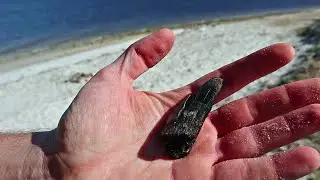 Found a Megalodon Tooth!  || Goat Island Adventure Pt. 3