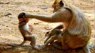 Not her baby but she hit baby monkey too hard till baby fall to hit head to ground too hurt