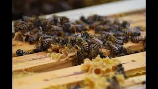 Весенние работы на пасеке: сокращение улочек