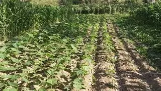 Кут Дарагы сатылат  0770283405