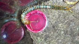 Scolopendra Polymorpha Drinking Water