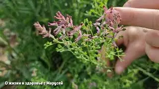 ОГОРОДНЫЙ СОРНЯК ИЗБАВИТ от КЛЕЩЕЙ от ПАПИЛЛОМ @natureMarusya