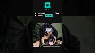 Бездомных собак отправят на СВО 