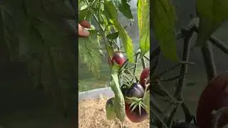 Почему на моих томатах в теплице нет кладоспориоза? Ну почти нет 🙂