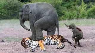 The Most Incredible Wild Animal Fights Caught On Camera 2022 p2