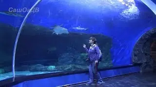 Приморский океанариум, остров Русский. Обзор экспозиций + водное шоу. Oceanarium, dolphinarium.