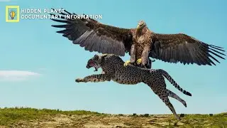 أسرار طيران الصقور: كيف تصطاد بسرعة الصاروخ وثائقي