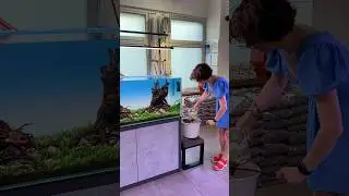 Как Вам идея посадить стайку пигмеев❓❤️ 