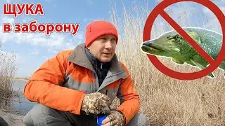 ЩУКА клює в заборону рибалка весною на спінінг