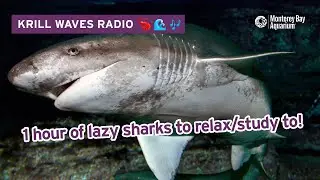 1 Hour Of Lazy Sharks To Relax/Study/Work To | Jazzy Lofi Hip Hop | Krill Waves Radio