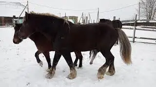 Лошади случка зимой