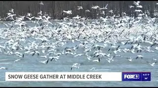 Middle Creek Snow Geese