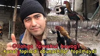 bu yog'i Ollohdan obunachilarim iltimosiga ko'ra Dilshod UZ xo'rozlari/ 