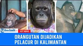 Kisah Pony, Si Orangutan yang Heboh Dijadikan Pelacur di Kalimantan