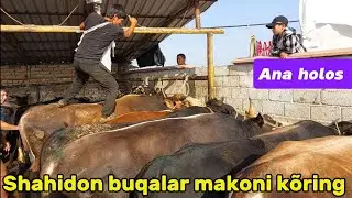 Shahidon mol bozori yosh boqma va semiz buqalar narhlari 27.08.2024yil