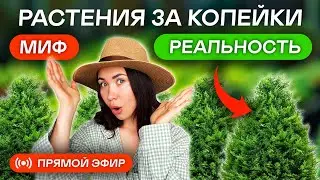 САД-БОМБА за копейки! Сколько стоят гортензии и туи в Экопланте?