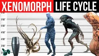 Xenomorph, Neomorph, Deacon Life Cycle | Evolution