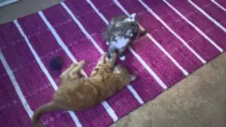 Cat Wrestling 1v1