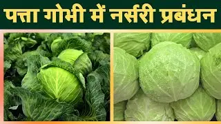 पत्ता गोभी में नर्सरी प्रबंधन || नर्सरी में उचित देखभाल || Nursery Management in Cabbage || Nursery