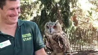 Learning about owl - learning about owls - how does an owl's hearing work?
