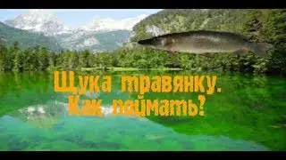 13) My Fishing World как поймать щуку травянку?