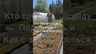 Совка! 