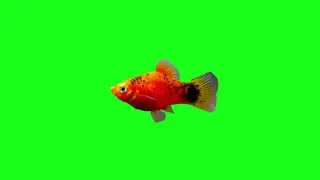 Animated Fish Green Screen video Overlay Animation Effects HD